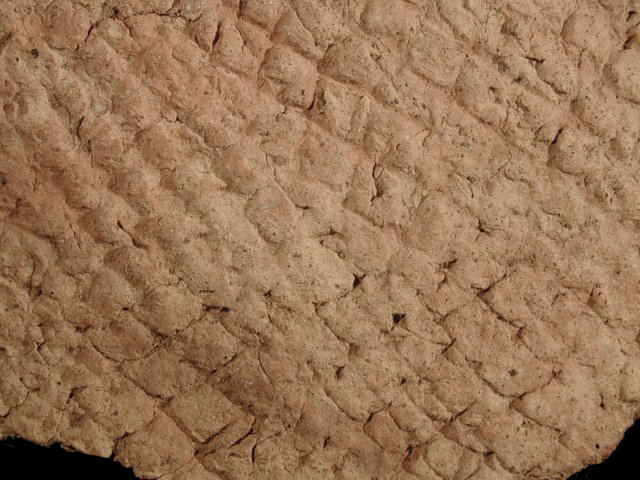 Coulbourn cord-marked rim sherd close up view from Killens Pond site, Delaware-Lot# 70-Courtesy of the Delaware State Museums.